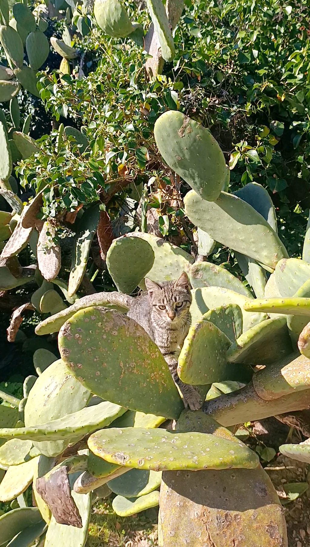 Maya the cat of Il Sentiero sitting in a prickly pear cactus in Salento